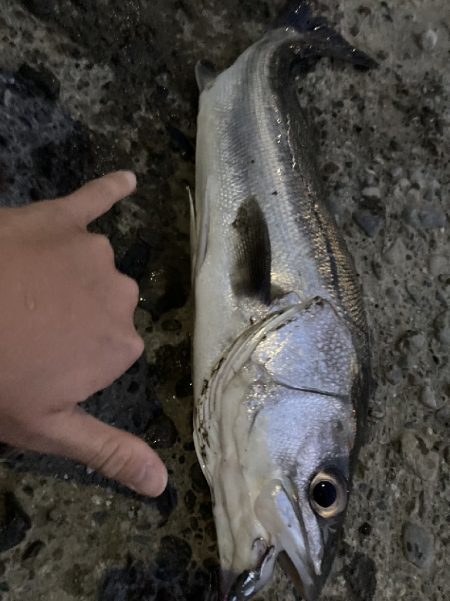 夕マズメ下げ潮