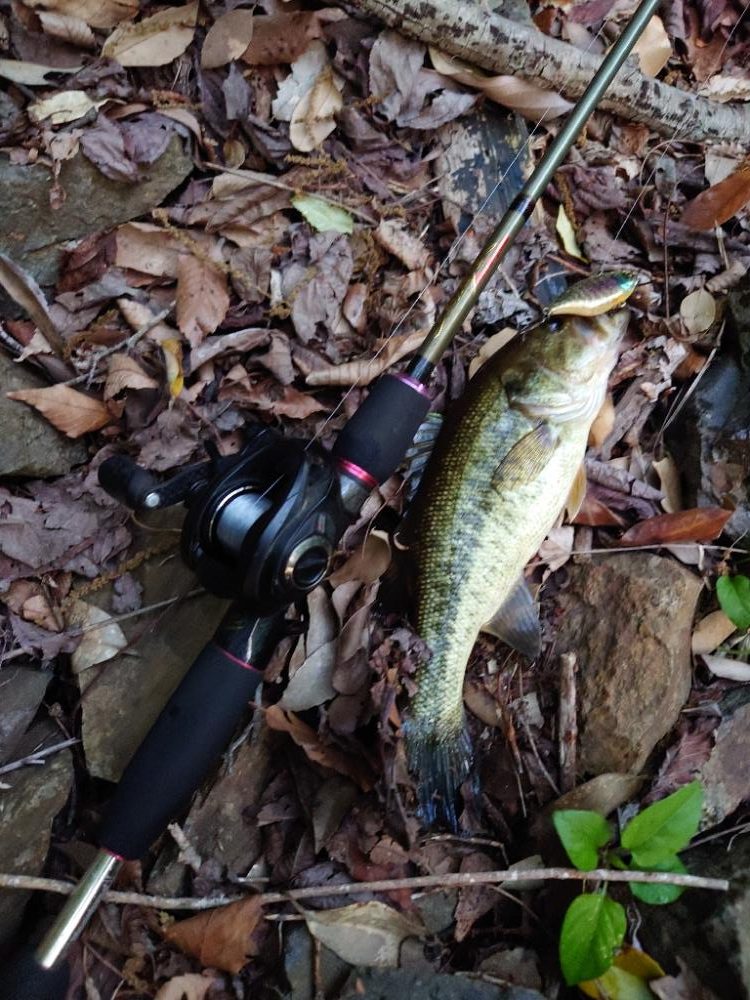 帰省フィッシュ