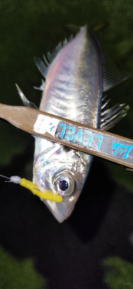 メバリングとアジングの二刀流