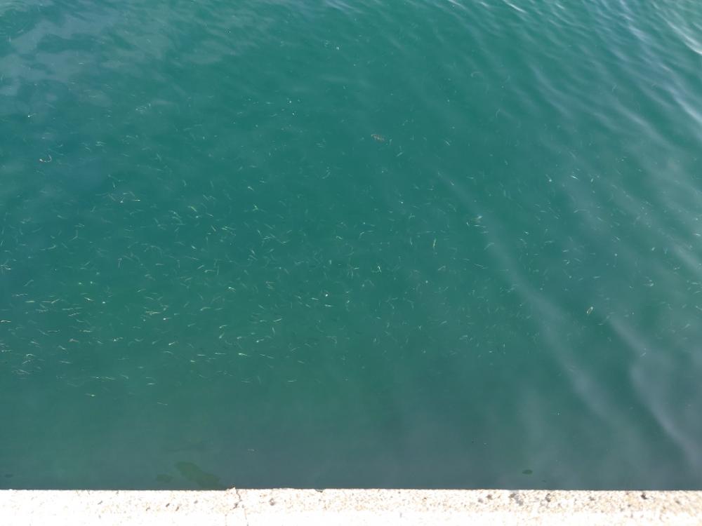 ハマチばちゃばちゃ