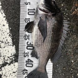 イチノ兄弟（兄）釣果！