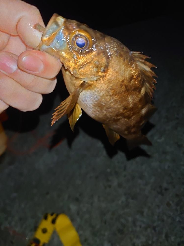 メバルウキ釣り調査🎣