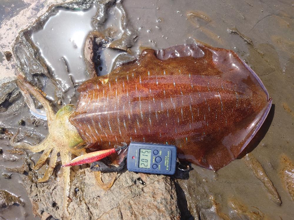 春イカエギングIN対馬