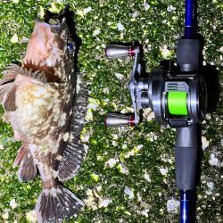 チヌさんはどこ?