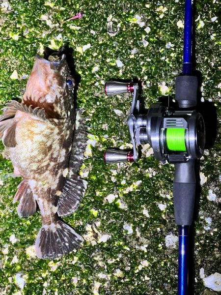 チヌさんはどこ?