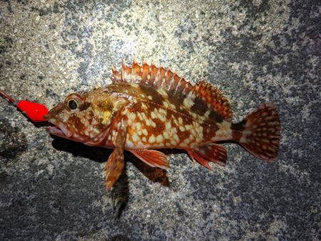 コウイカスレすぎ疑惑