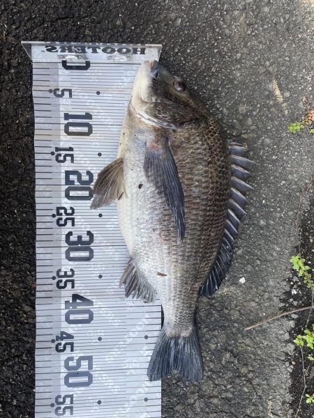 イチノ兄弟(兄)釣果!