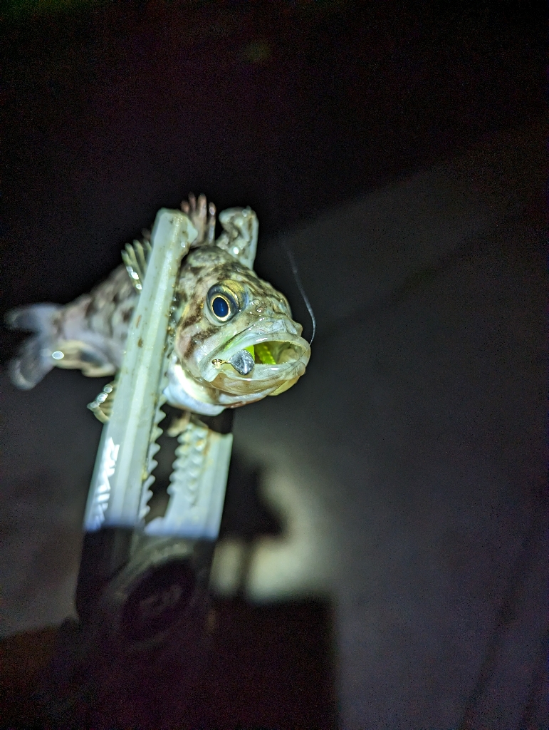 陸っぱり釣行記