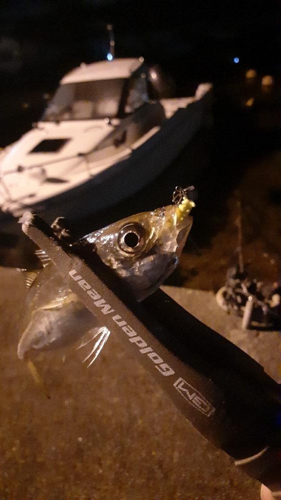 クラゲがすごい‼️