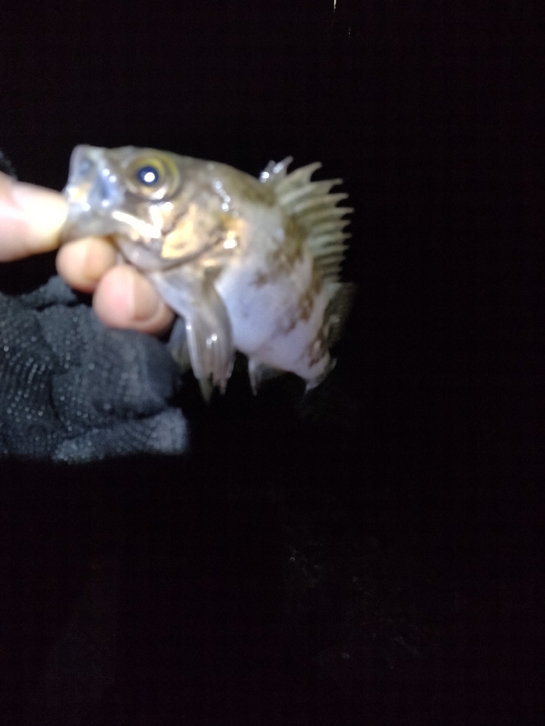 こうも違うかな