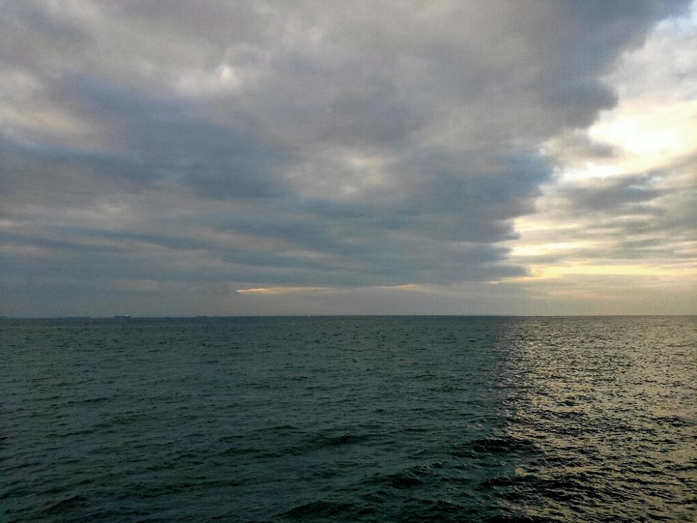 今日もボラのみ