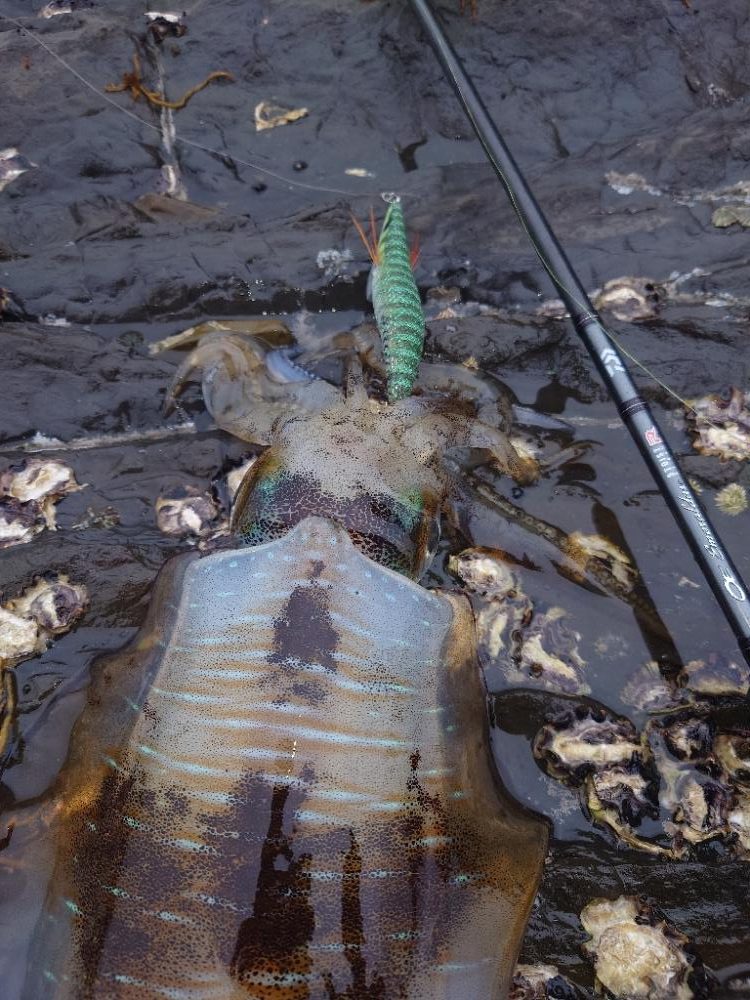 風時々雨エギングIN対馬