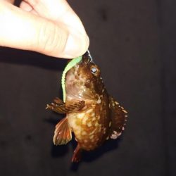 様子を見に行ってみた