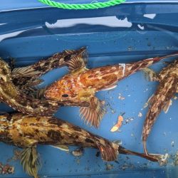 メバリング改めガシリング