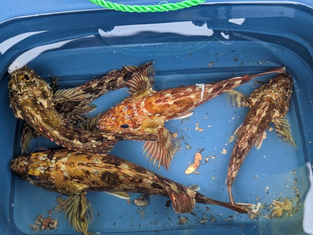 メバリング改めガシリング