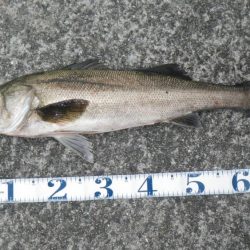 ご無沙汰シーバス!