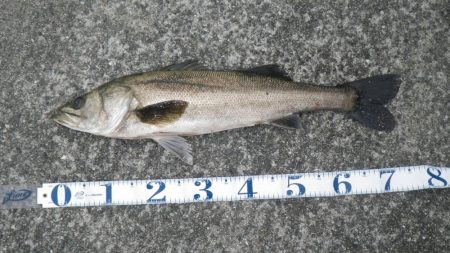 ご無沙汰シーバス!