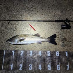 バチ抜け10戦目  初魚種(*^^*)