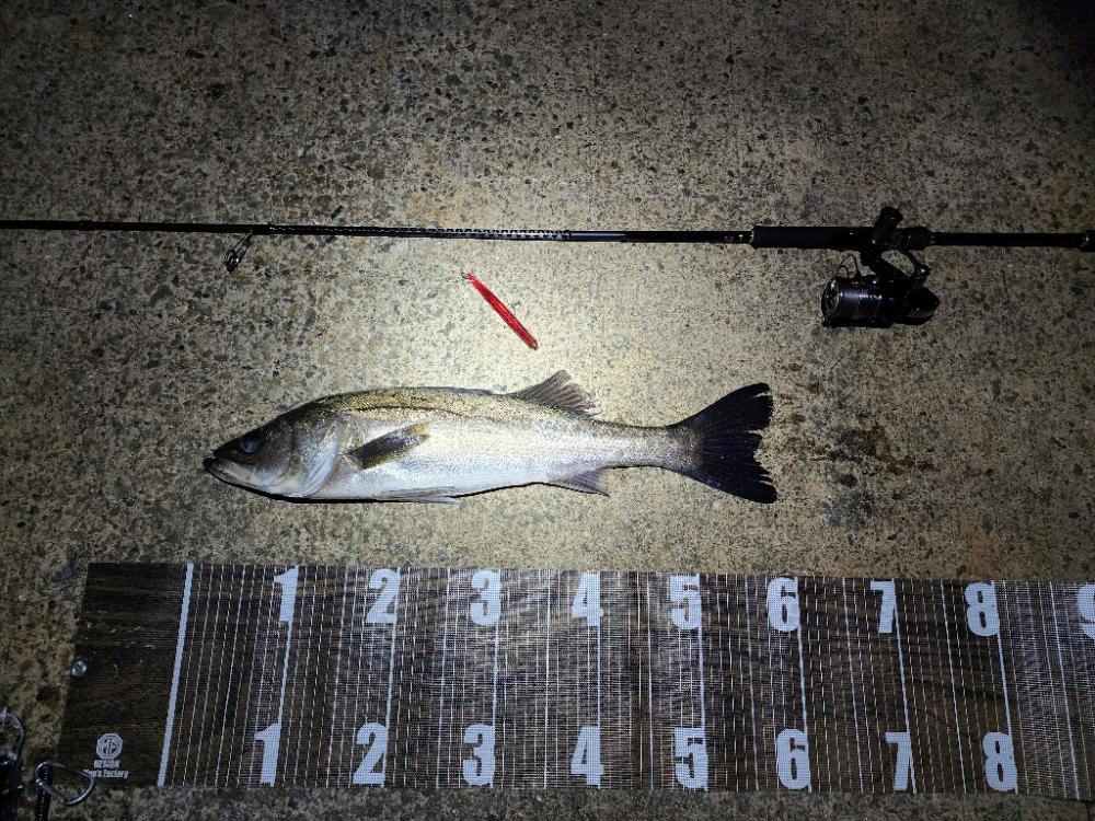 バチ抜け10戦目  初魚種(*^^*)