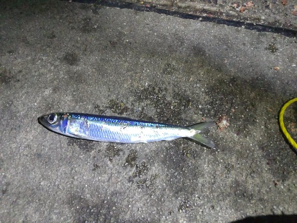 アジ探し@淡路島