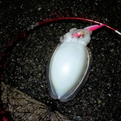 コウイカのリベンジ