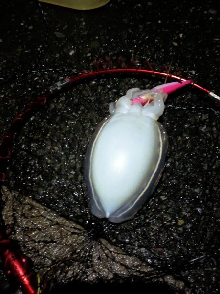 コウイカのリベンジ