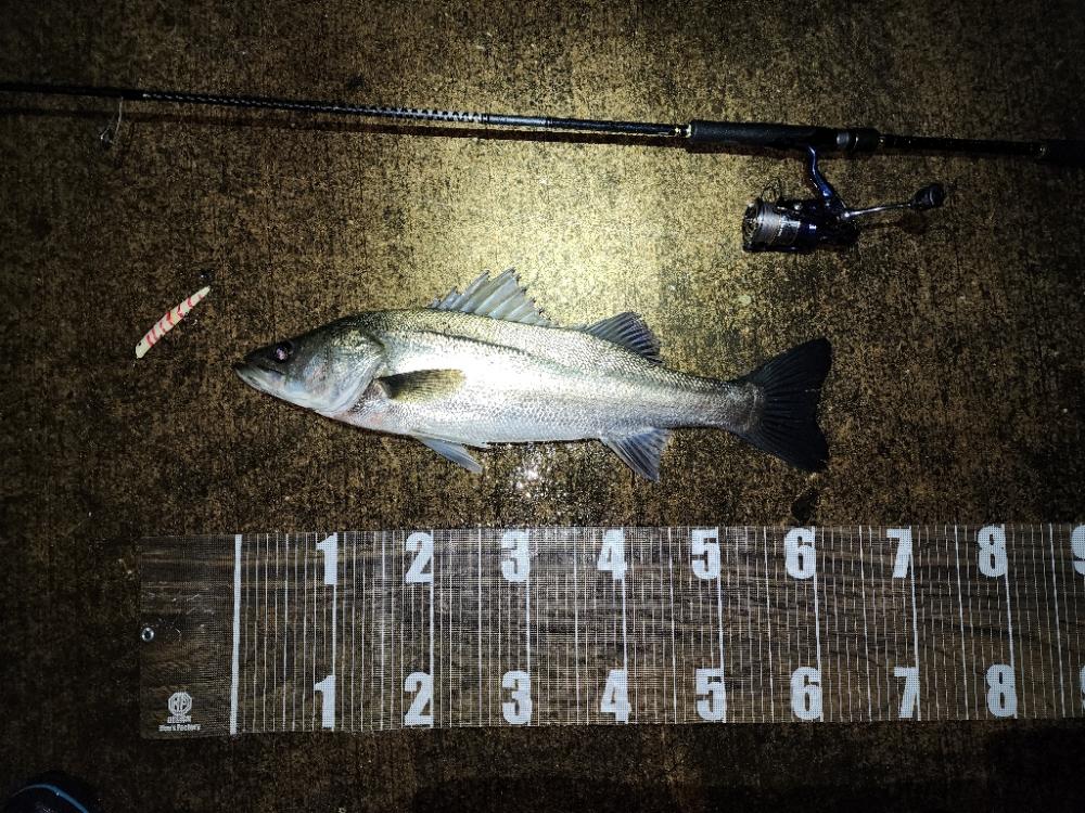 バチ抜け7戦目🎣念願の?!