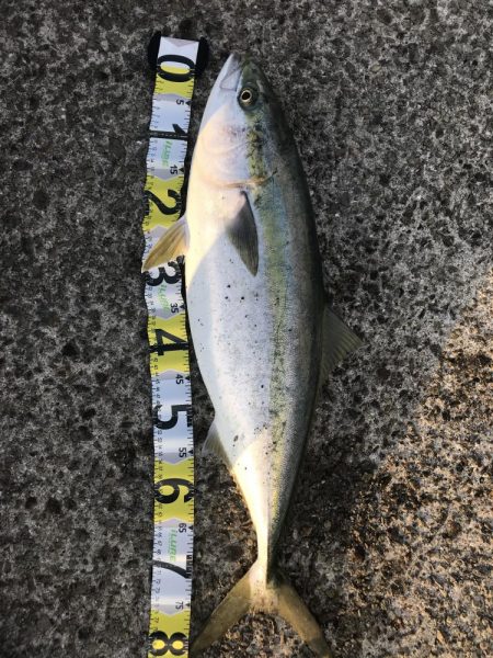 またもやブリ81cm