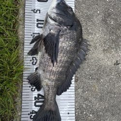 イチノ兄弟(兄)釣果!