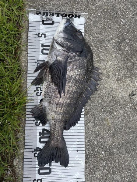 イチノ兄弟(兄)釣果!