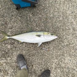 シンペンで鰤来た