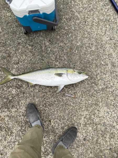 シンペンで鰤来た