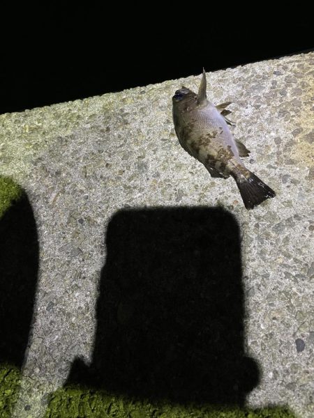 小アジ.ガシラ.キンポ