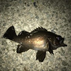 メバルウキ釣り