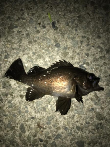 メバルウキ釣り