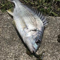 チニングでマゴチ&キビレGET