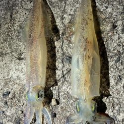 ヤリイカ２日目