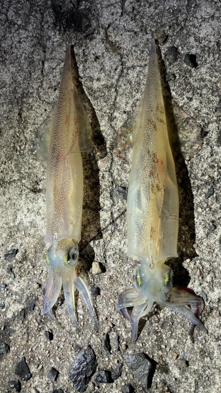 ヤリイカ２日目