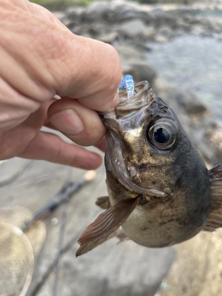 メバル釣り