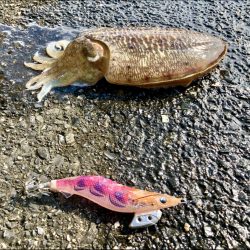 コウイカエギング