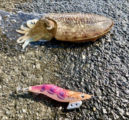 コウイカエギング