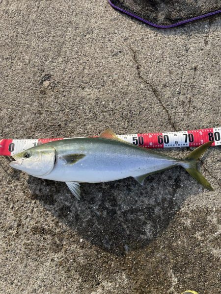 ★★青物初釣りでとんでも無い事が★★