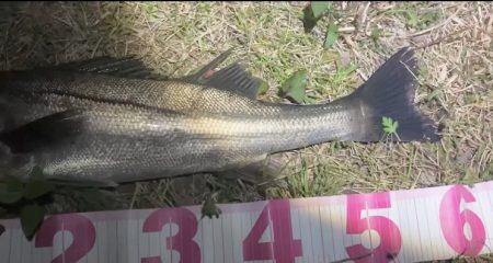 ががっときました。