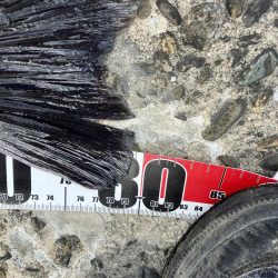 ランカーゲットならず(T_T)