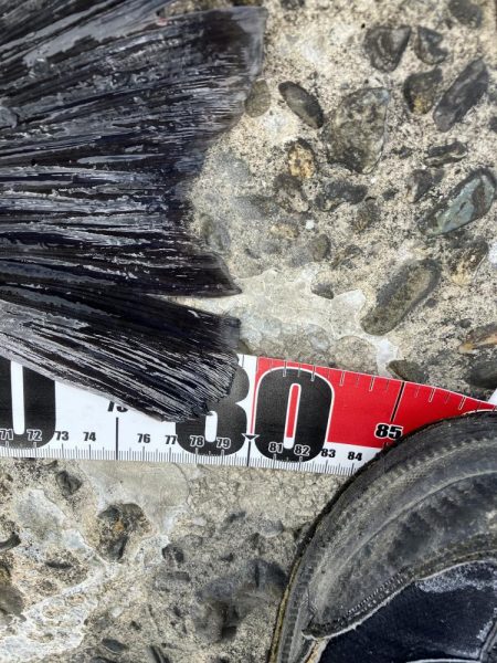 ランカーゲットならず(T_T)