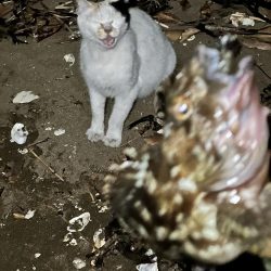 チニングでチヌを釣りたくて！！