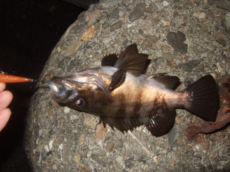 ベイトフィネスメバル　夜光虫に苦戦