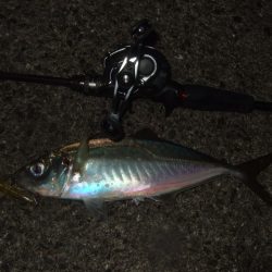 シーバス＆メバルプラッギング