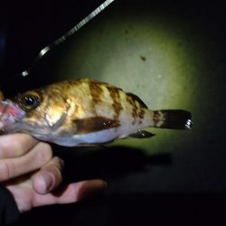 雨上がりでメバリング