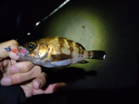 雨上がりでメバリング